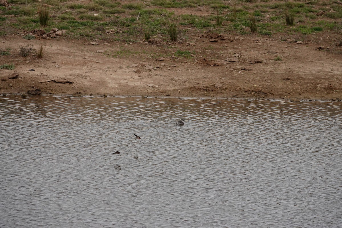 Haarschopftaucher - ML644455987