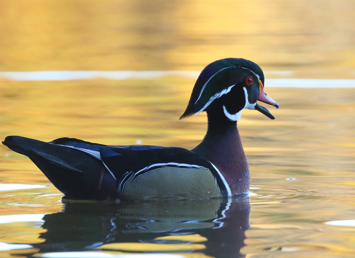 Wood Duck - ML644455994