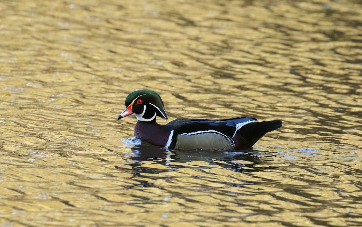 Wood Duck - ML644455995