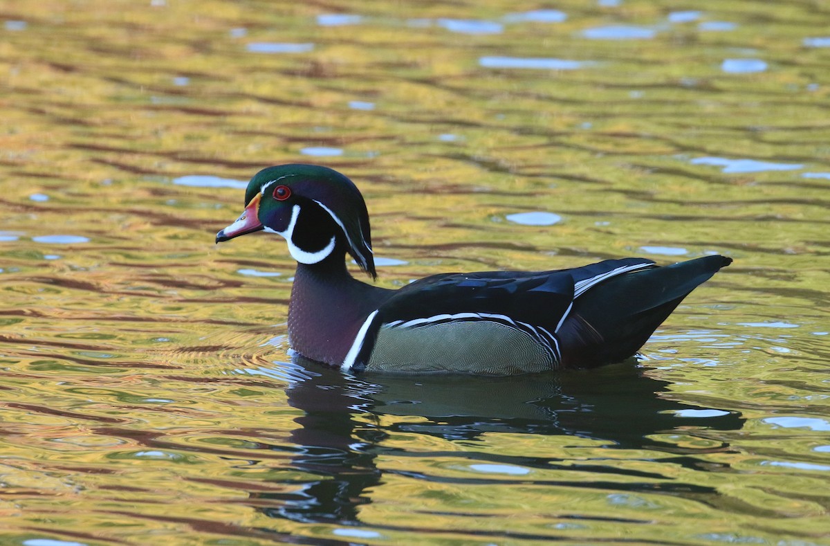 Wood Duck - ML644455996