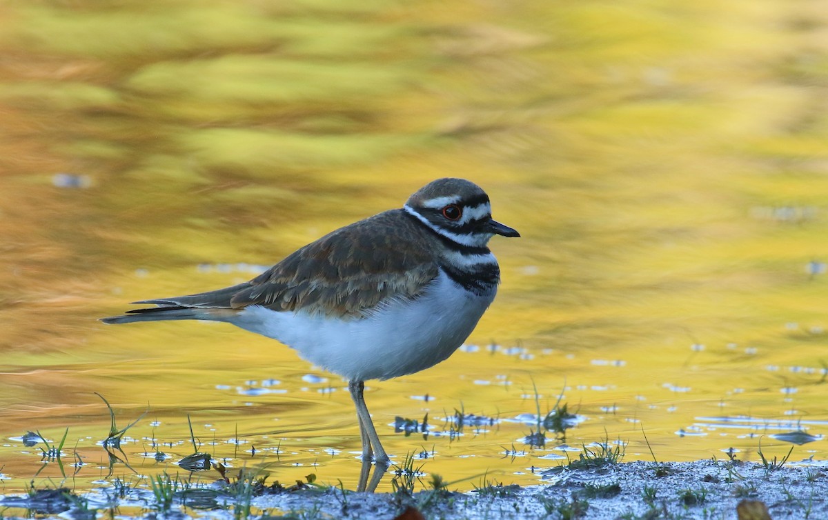 Killdeer - ML644456004