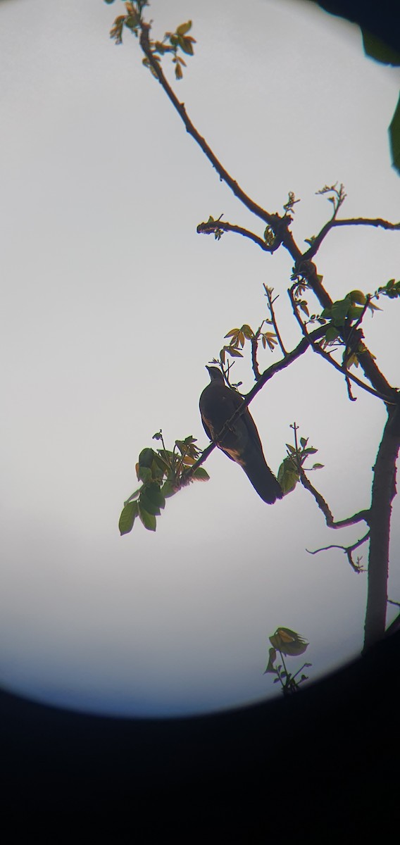 Paloma Colorada - ML644456006