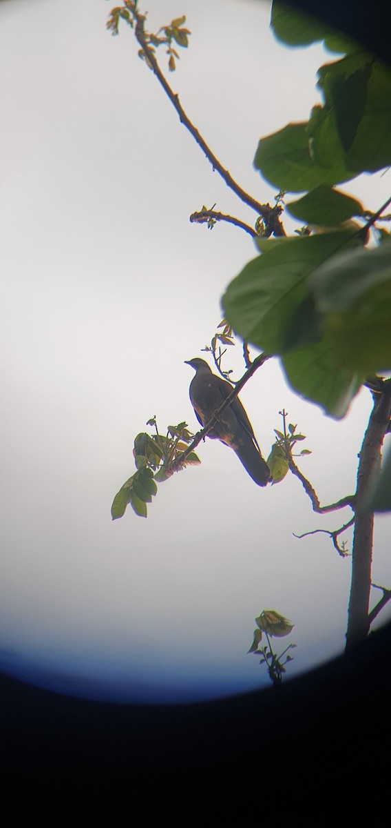 Paloma Colorada - ML644456007