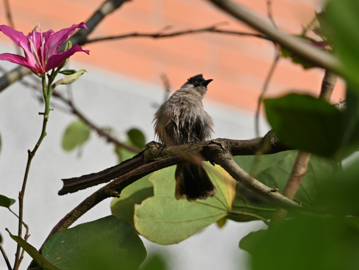 Bulbul Ventridorado - ML644456010