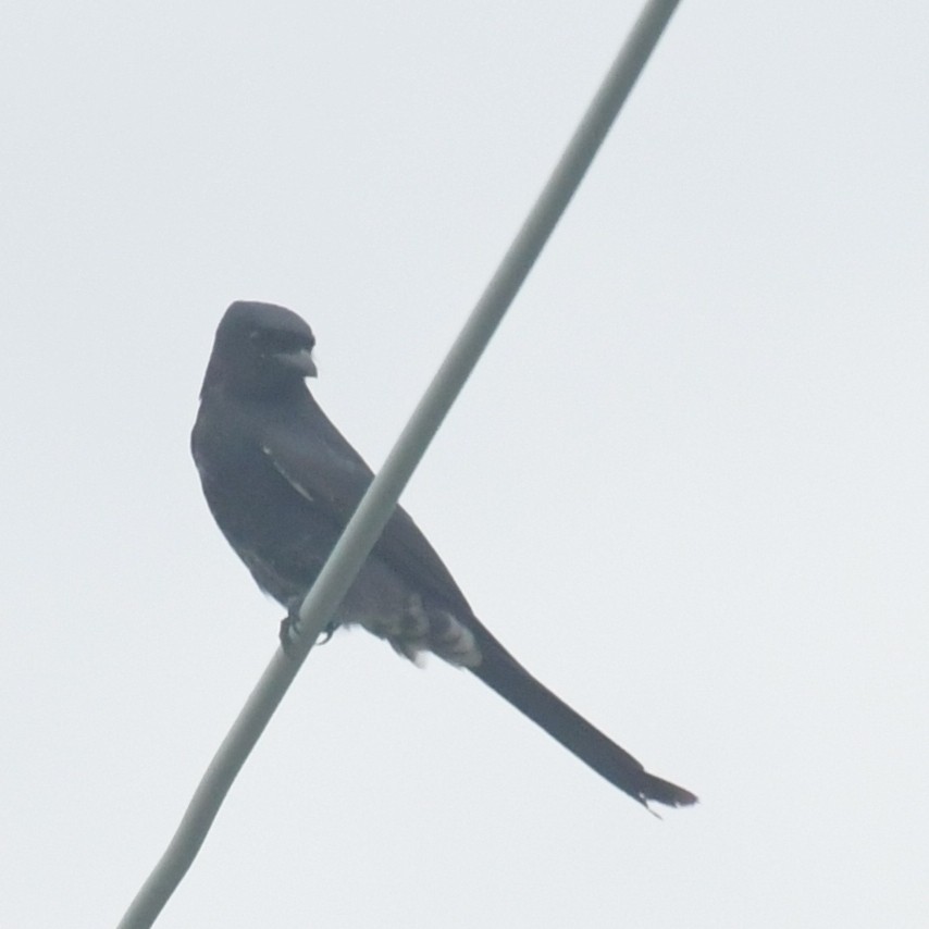 Black Drongo - ML644456012