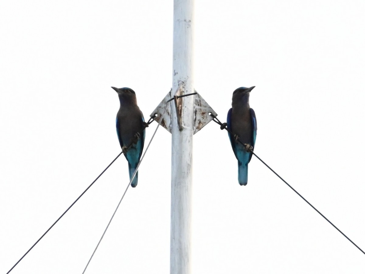 Сиворакша індокитайська - ML644456015