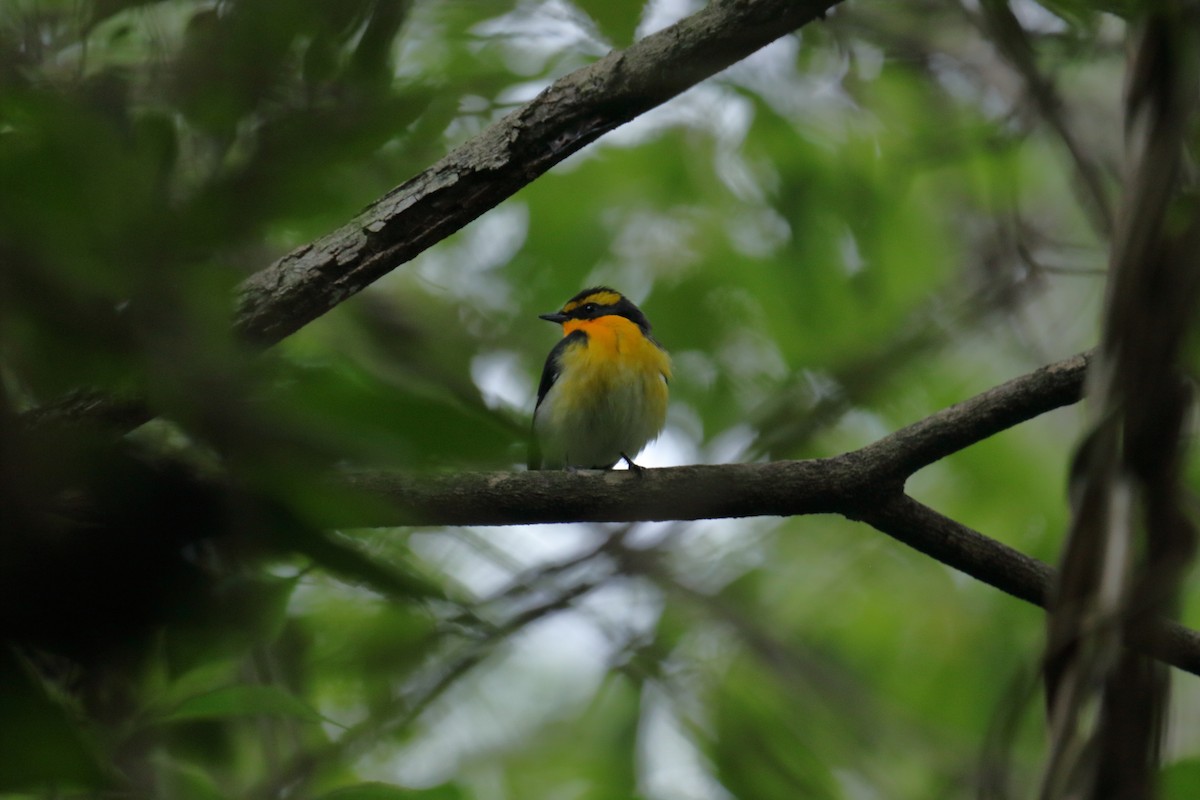 黃眉黃鶲 - ML644456020