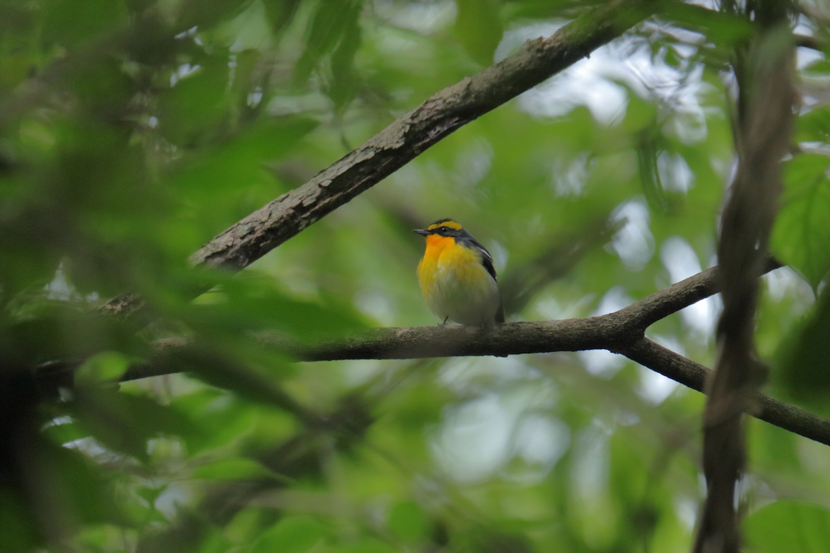 黃眉黃鶲 - ML644456025