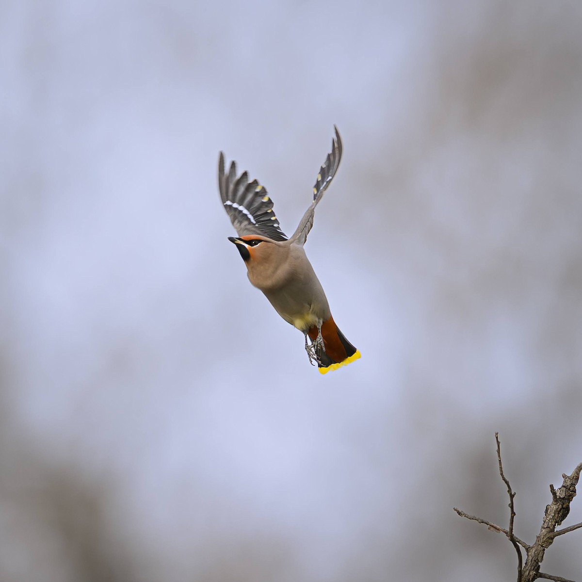 キレンジャク - ML644456029