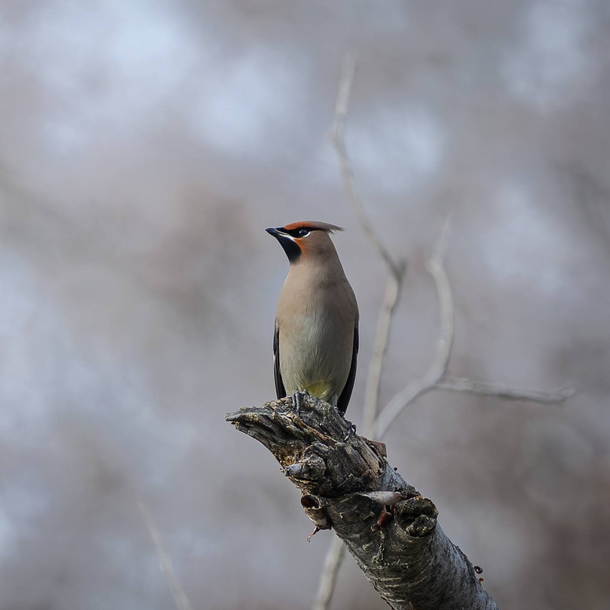 キレンジャク - ML644456030