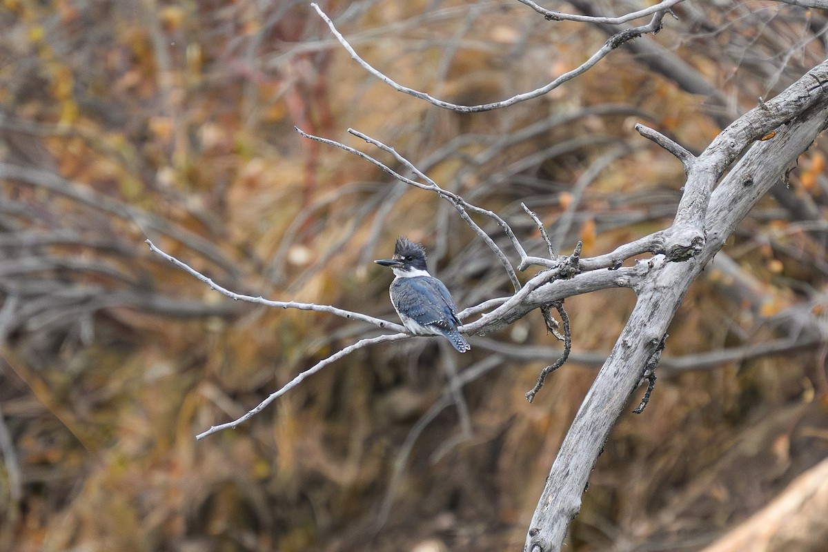 アメリカヤマセミ - ML644456035