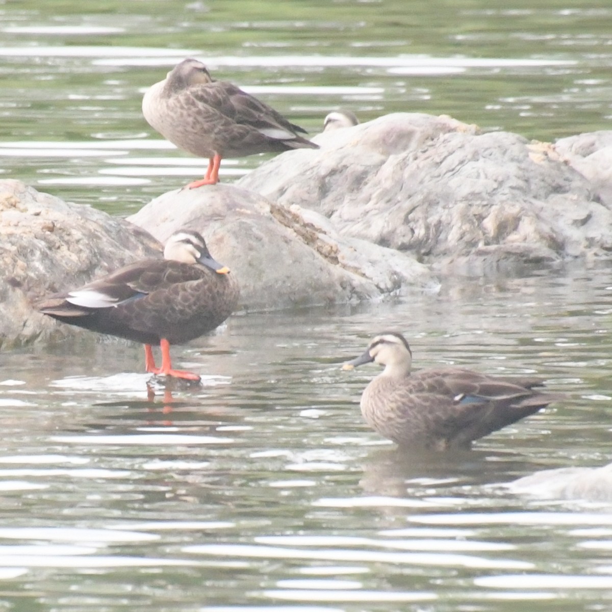 カルガモ - ML644456037