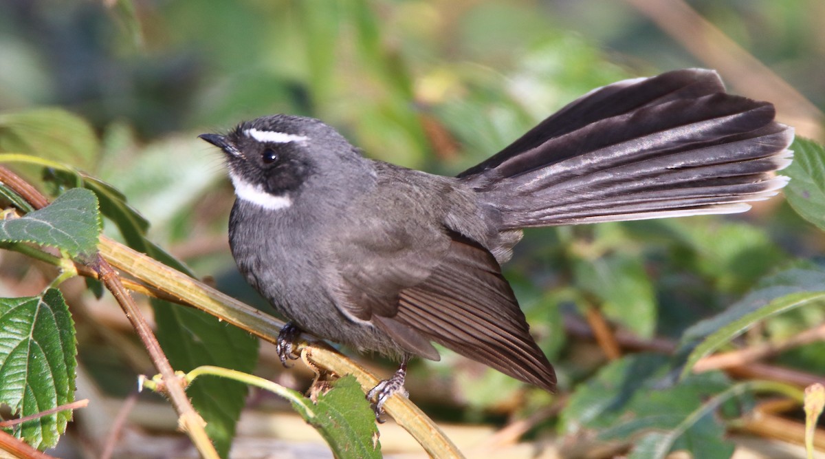White-throated Fantail - ML644456040