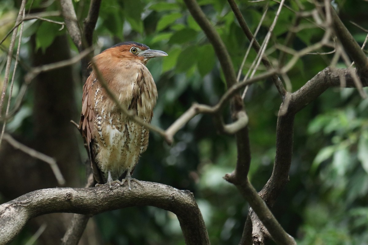 Malayan Night Heron - ML644456041