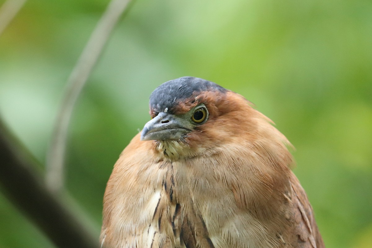 Malayan Night Heron - ML644456042
