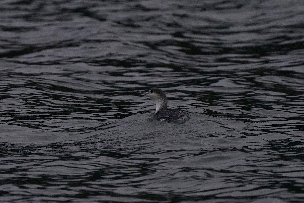 צוללן אדום-גרון - ML644456043