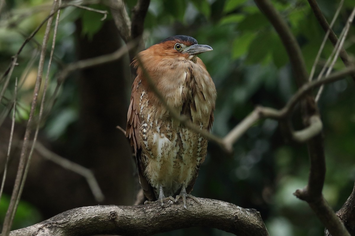Malayan Night Heron - ML644456044