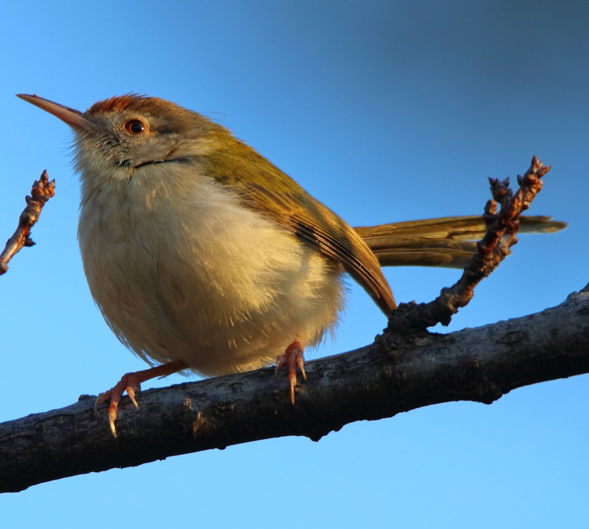 Common Tailorbird - ML644456048