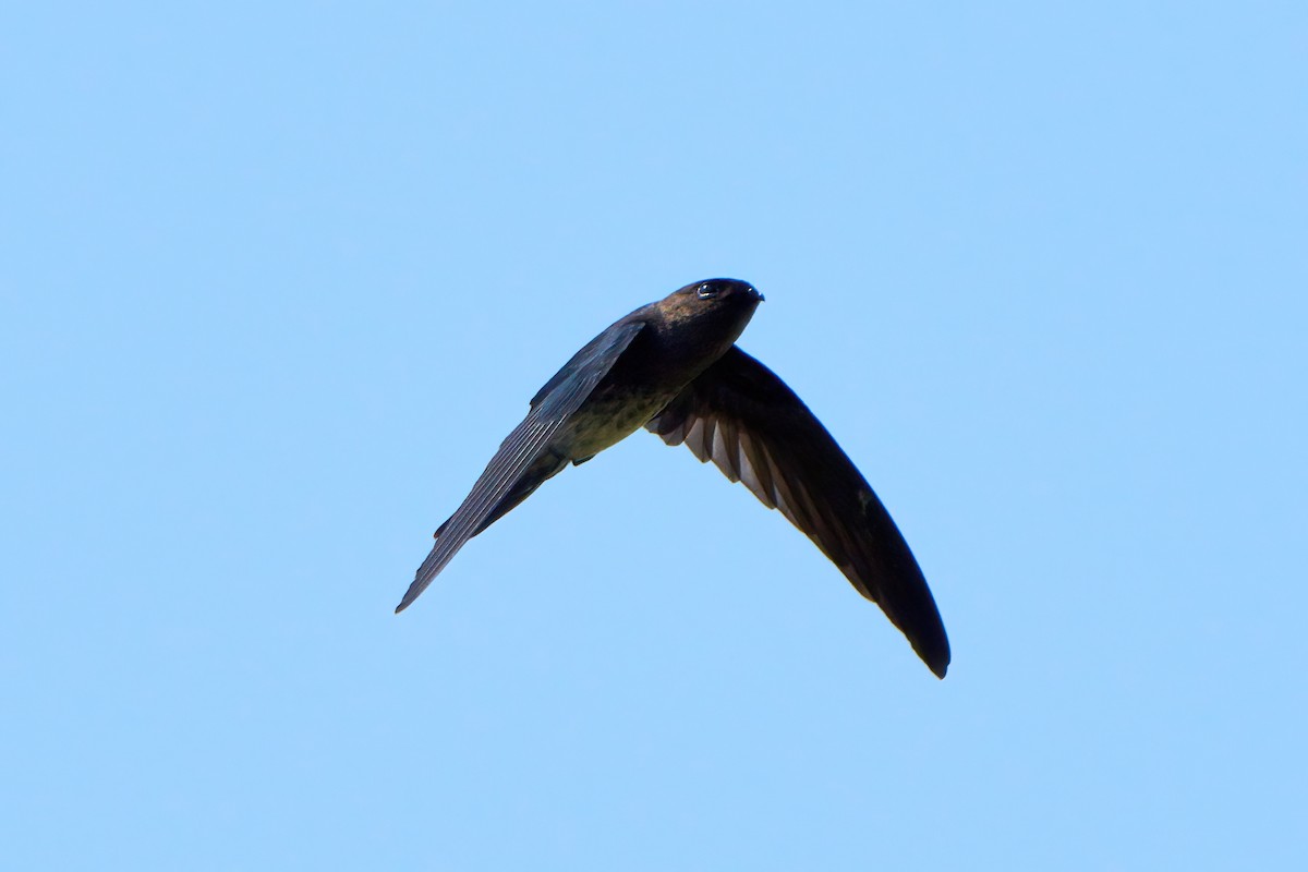 Plume-toed Swiftlet - ML644456054