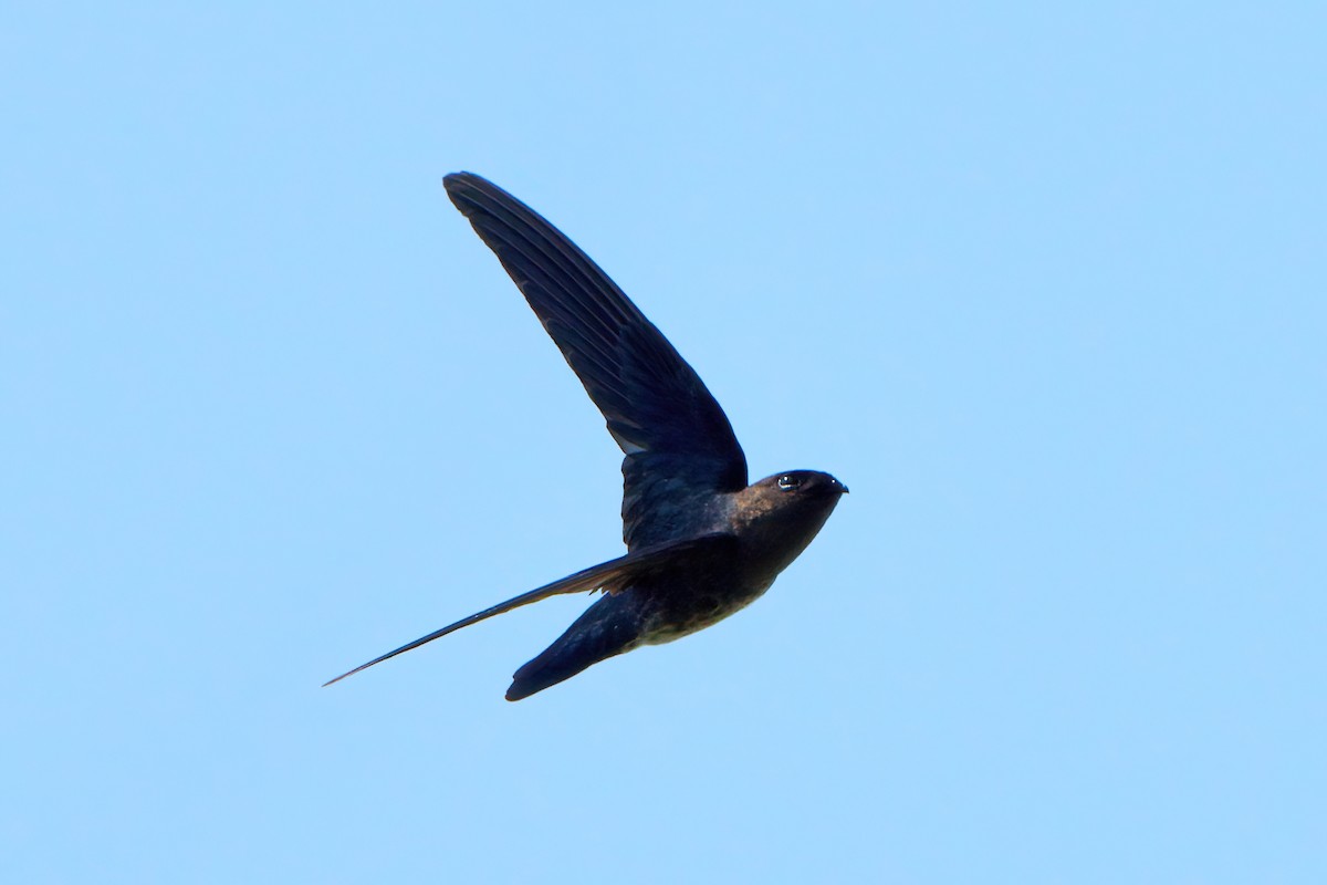 Plume-toed Swiftlet - ML644456055