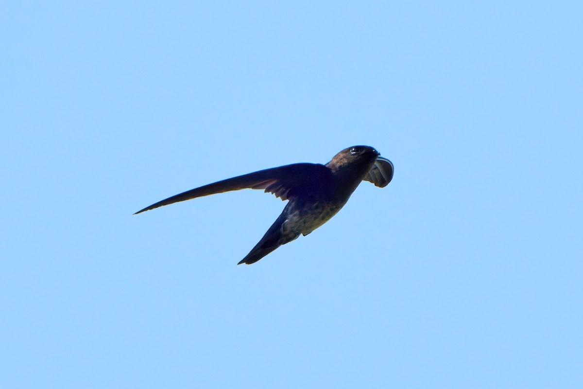 Plume-toed Swiftlet - ML644456056