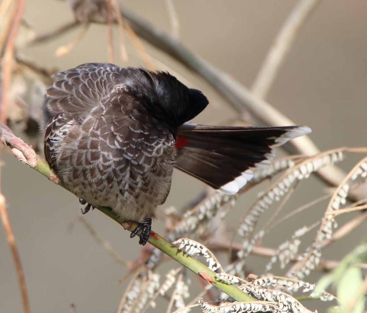 בולבול אדום-שת - ML644456058