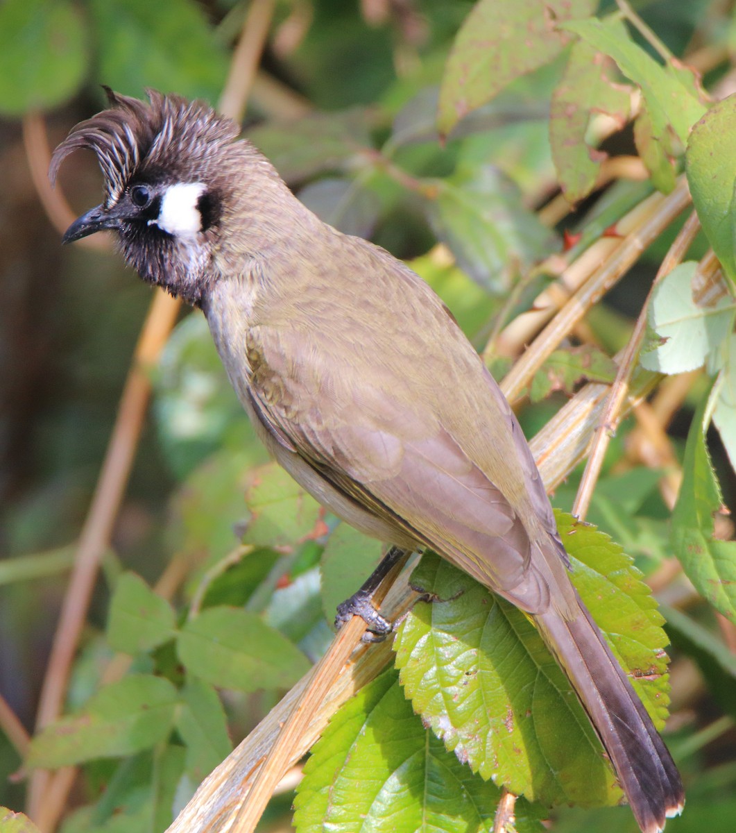 Himalayan Bulbul - ML644456062