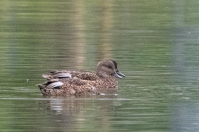 ヨシガモ - ML644456074