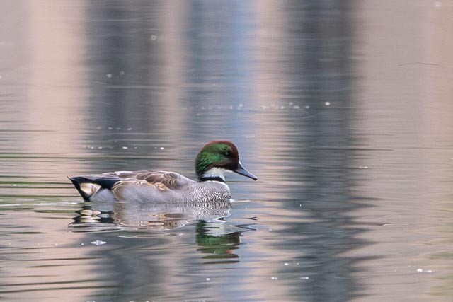 ヨシガモ - ML644456075