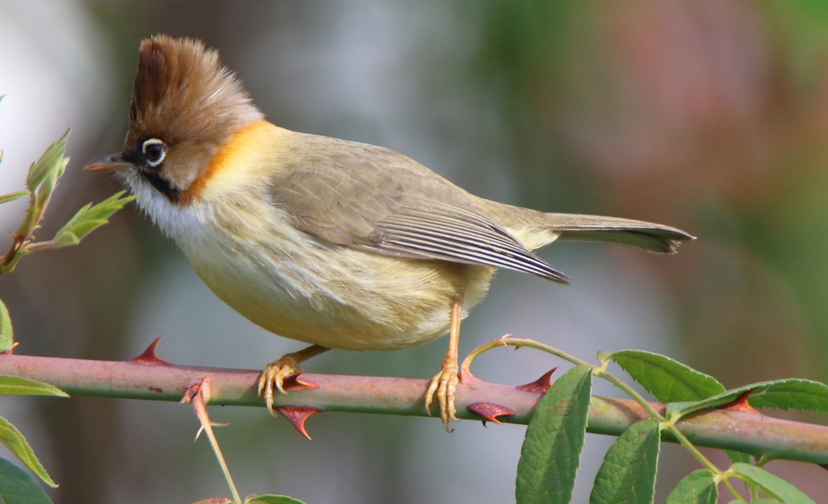 Whiskered Yuhina - ML644456076