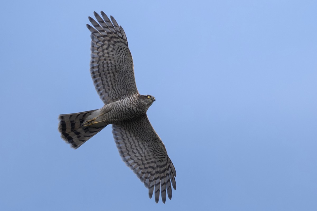 Перепелятник - ML644456079