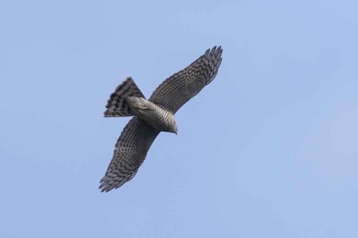 Перепелятник - ML644456080