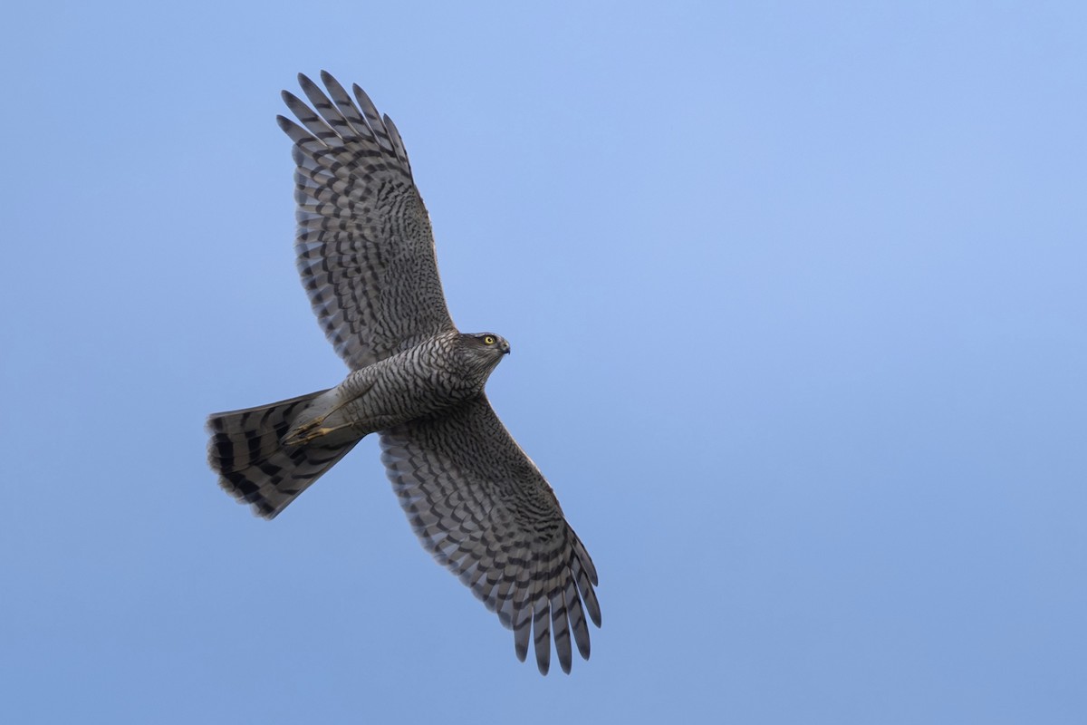 Перепелятник - ML644456081