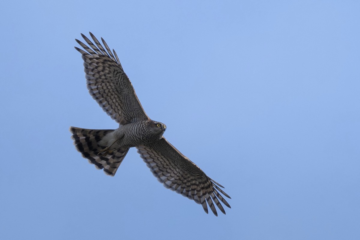 Перепелятник - ML644456083