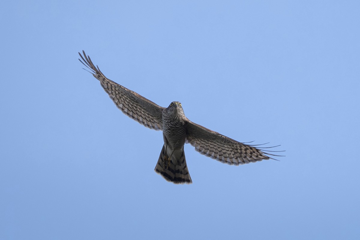 Перепелятник - ML644456084