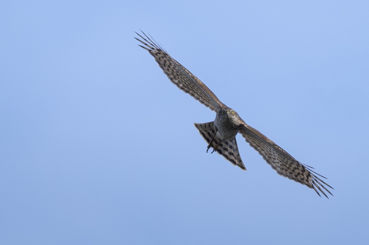 Перепелятник - ML644456085