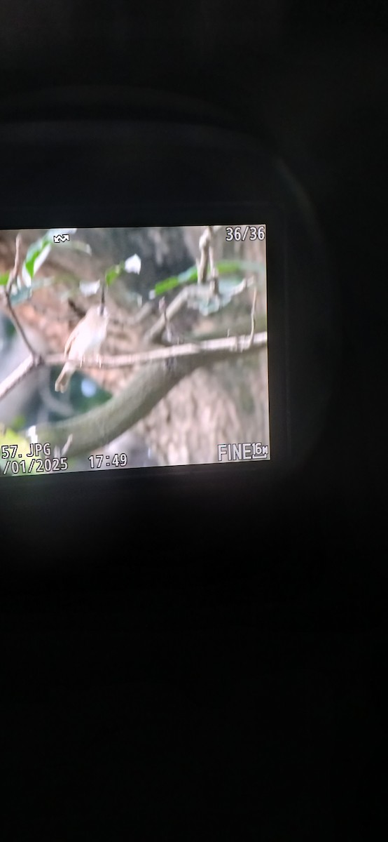 Brown-breasted Flycatcher - ML644456090