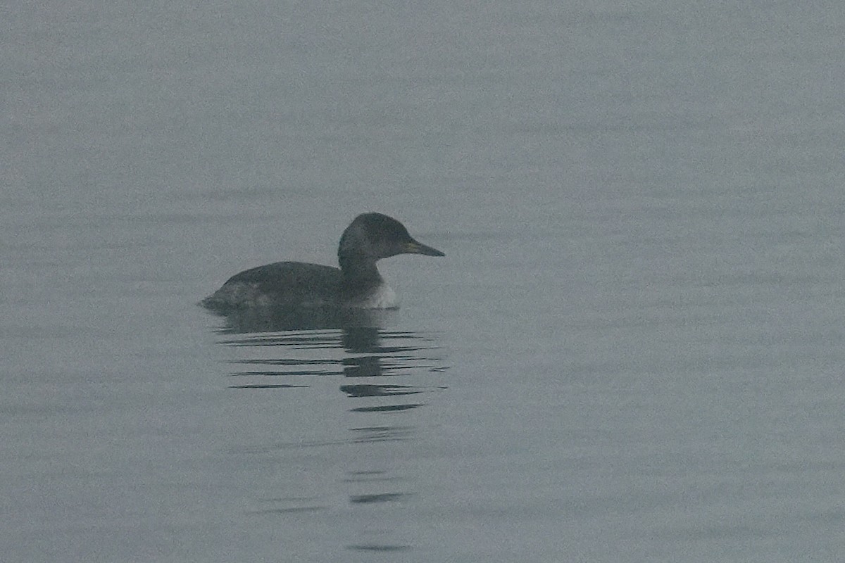 Somormujo Cuellirrojo - ML644456092