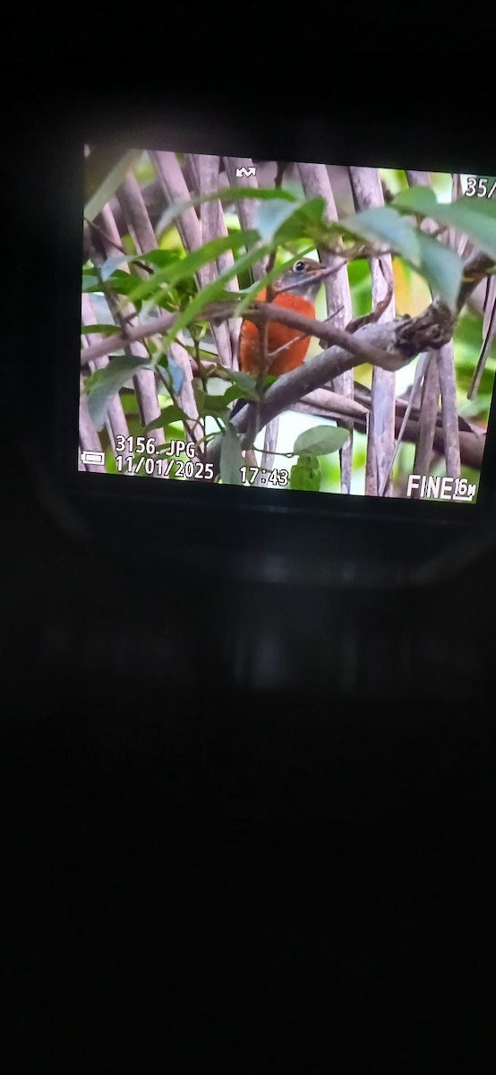 Blue-capped Rock-Thrush - ML644456093