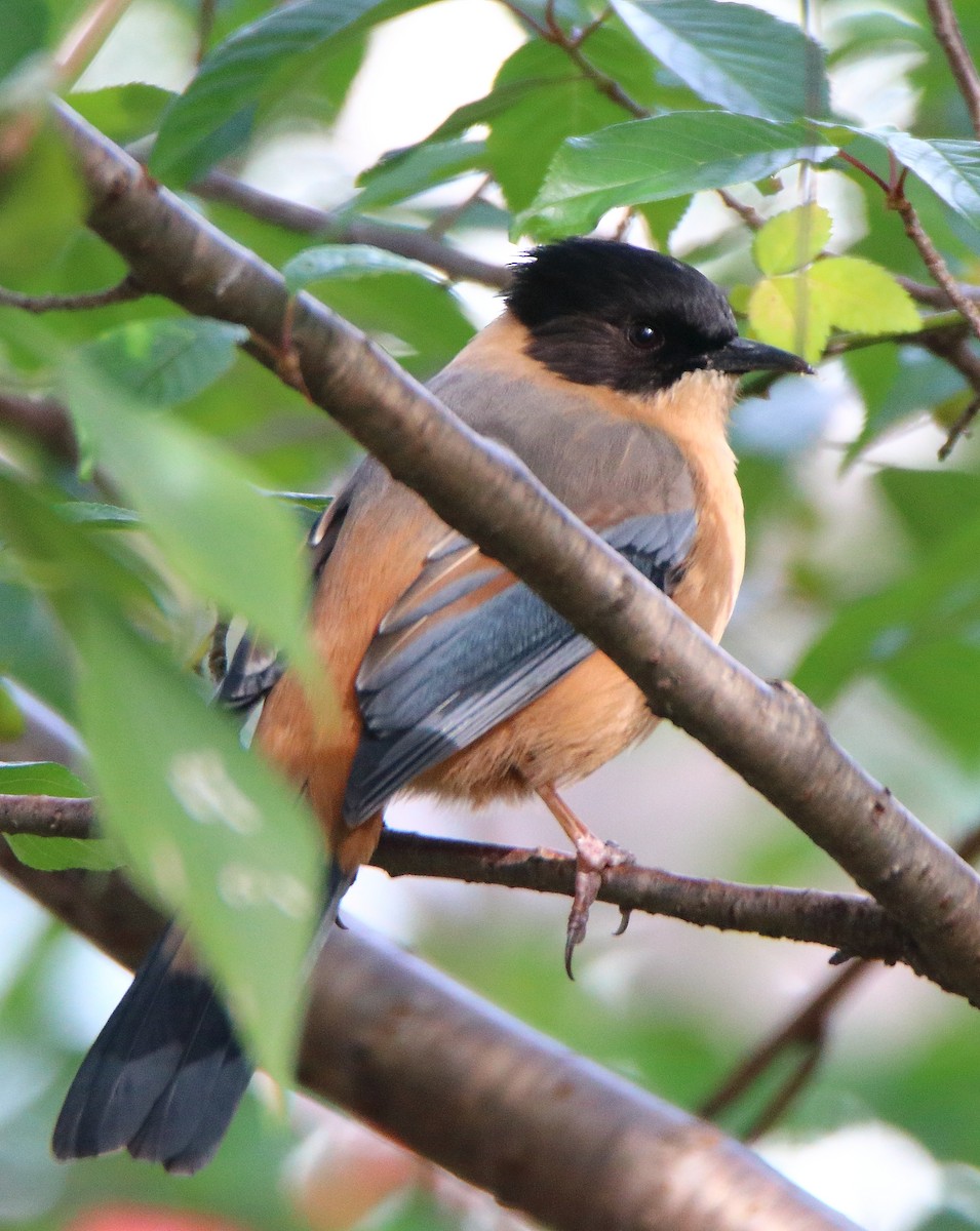 Rufous Sibia - ML644456094