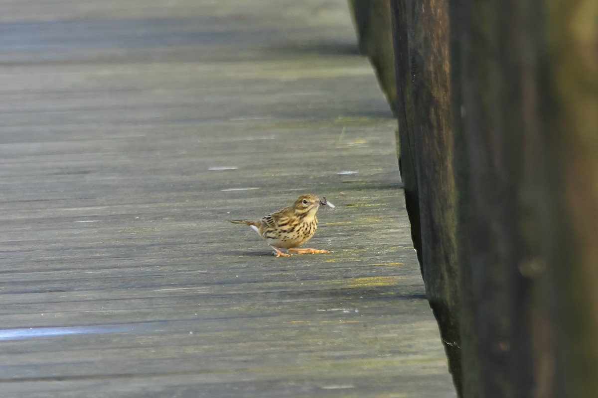 Çayır İncirkuşu - ML644456097