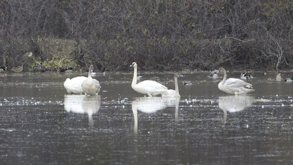 Trumpeter Swan - ML644456103
