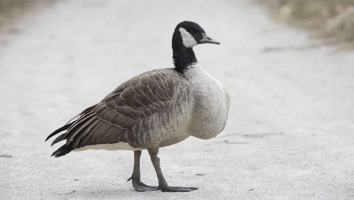 Канад галуу - ML644456107