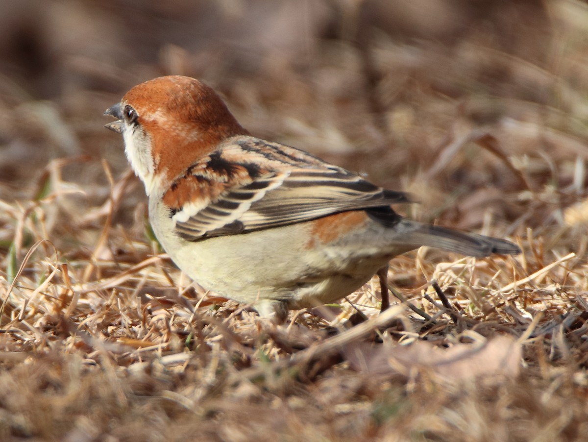 Russet Sparrow - ML644456108