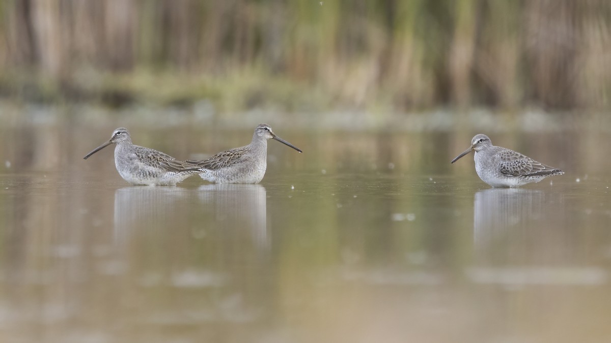 Хараалжин цууцил - ML644456110