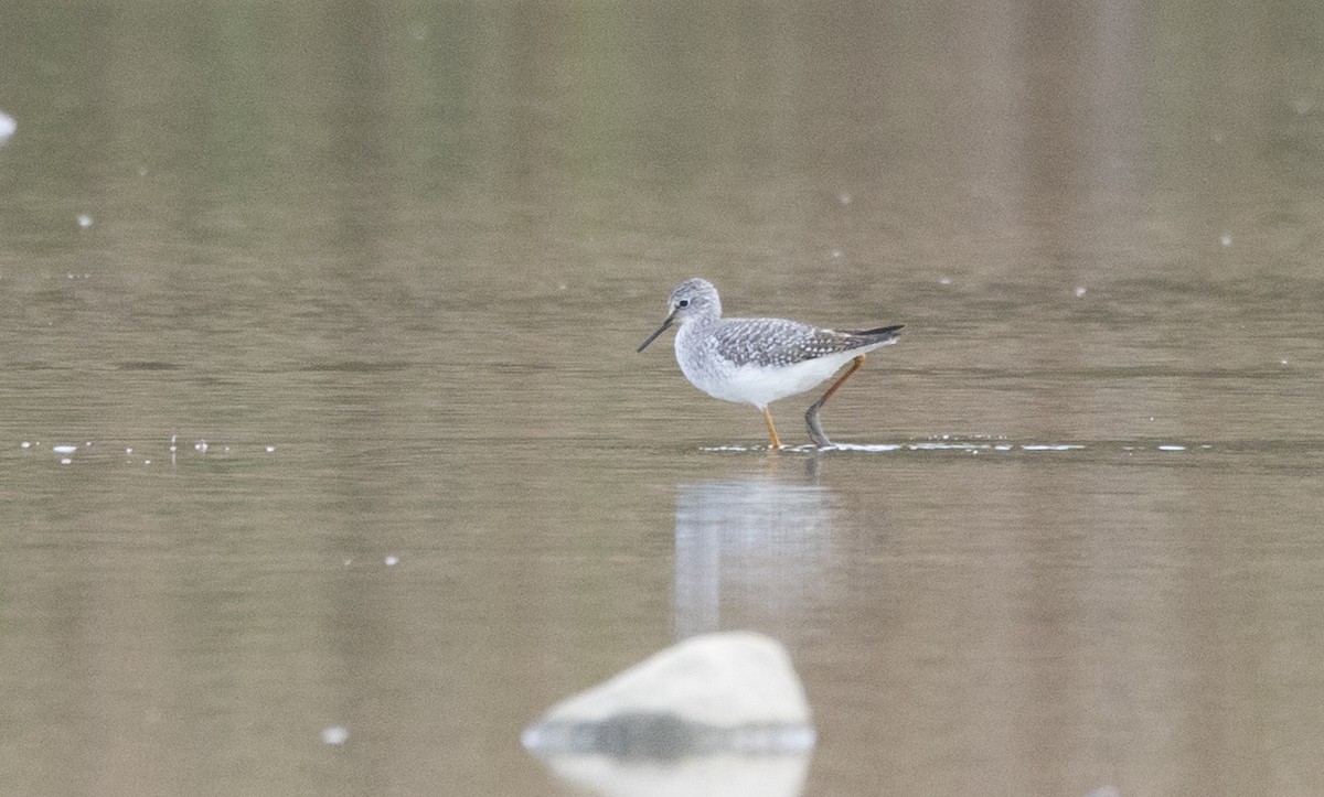 Lesser Yellowlegs - ML644456112