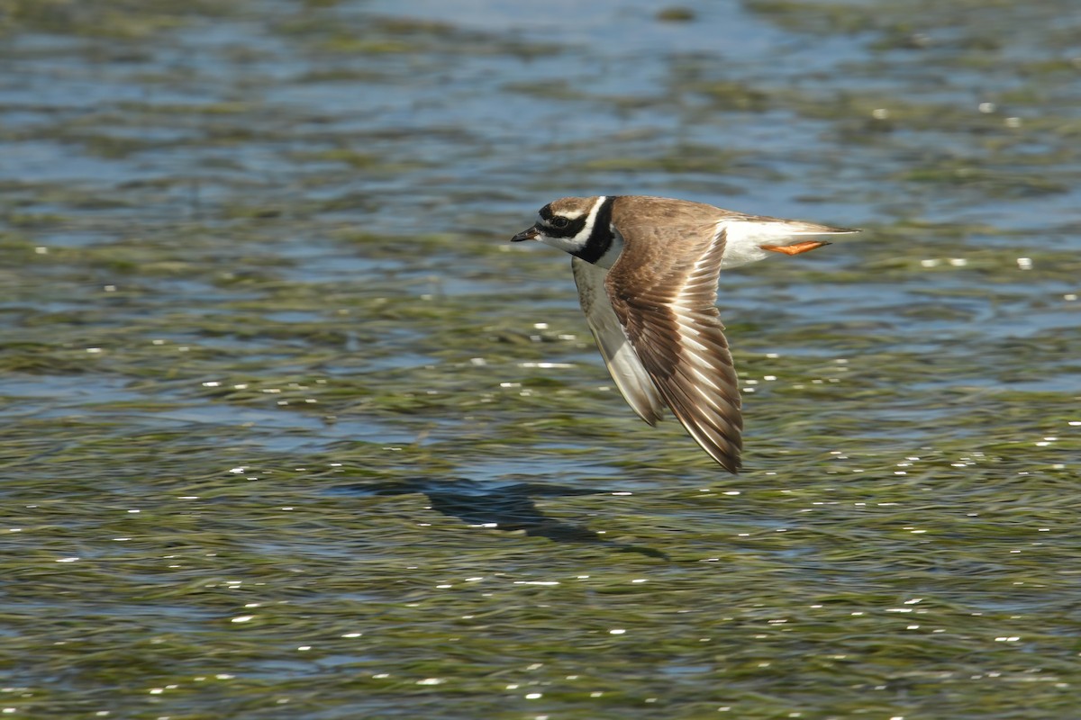 Common Ringed Plover - ML644456114