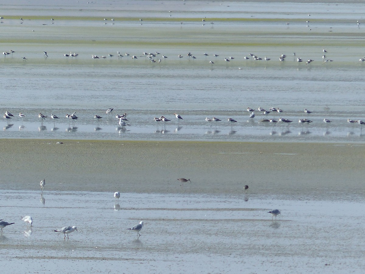 Хараалжин цууцил - ML644456116