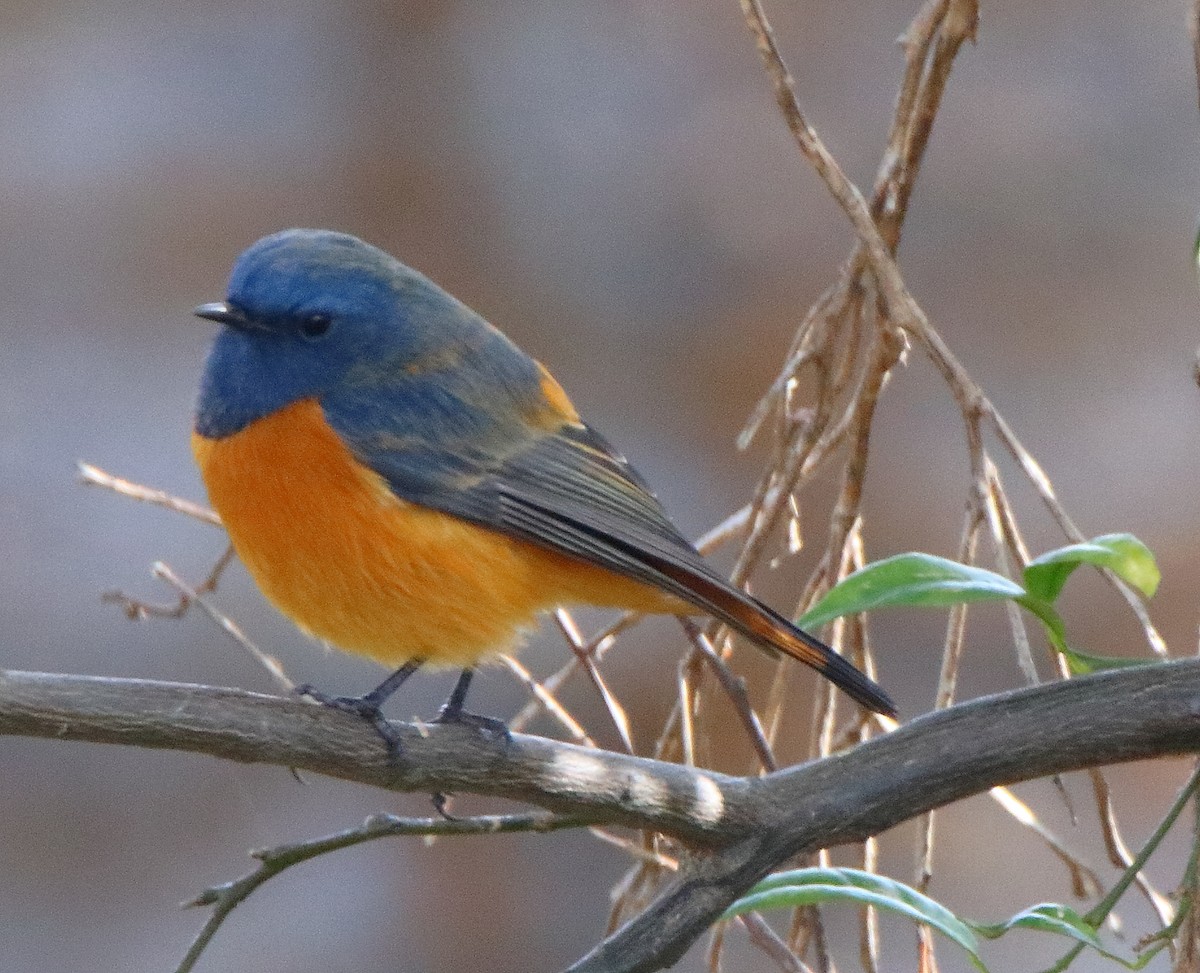 Blue-fronted Redstart - ML644456117