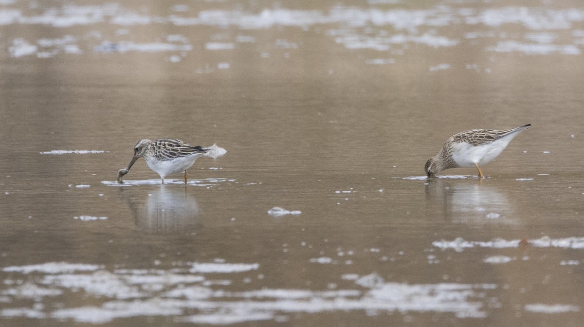 Орог элсэг - ML644456118